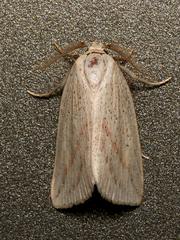 Amolita obliqua