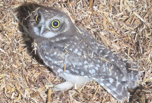 Spotted Owlet