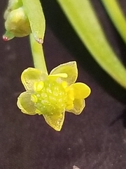 Ranunculus pusillus