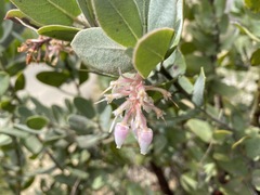 Arctostaphylos hooveri