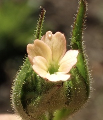 Silene coniflora