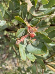 Arctostaphylos hooveri
