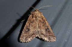 Ichneutica morosa