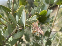 Arctostaphylos hooveri