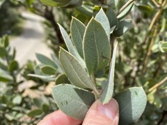 Arctostaphylos hooveri