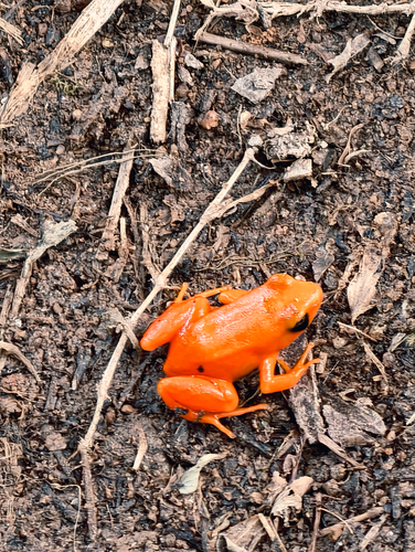 Golden Mantella