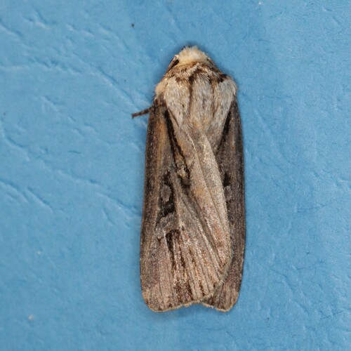 Voluble Dart photo 3