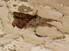 Calliteara grotei