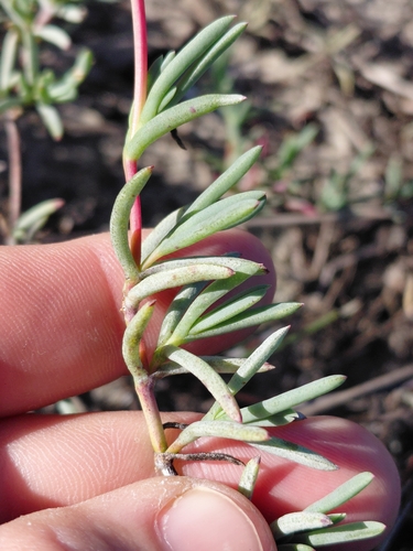 Lampranthus explanatus, photograph 2