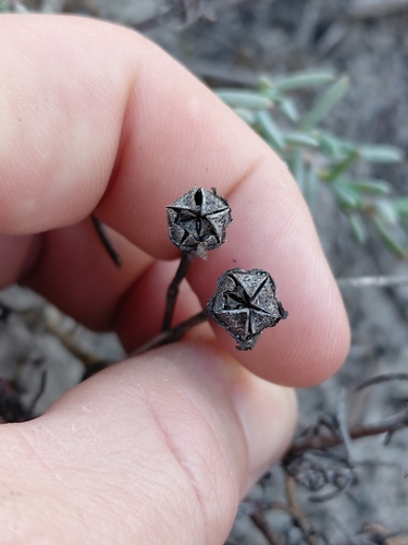 Lampranthus explanatus, photograph 3