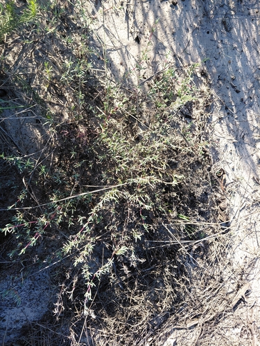 Lampranthus explanatus, photograph 4