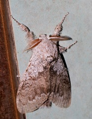 Calliteara grotei