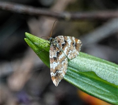 Enchoria lacteata