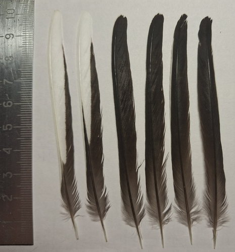 Plume de Bergeronnette grise