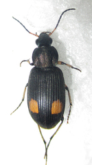 Chlaenius perspicillaris