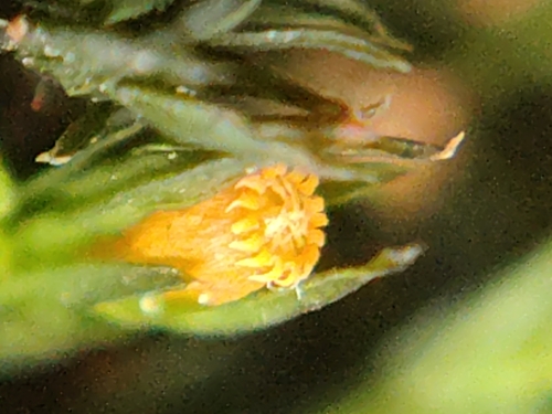 Lewinskya striata observed 2026-06-03