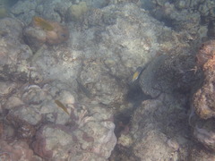 Canthigaster margaritata