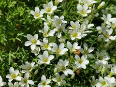 Saxifraga pedemontana