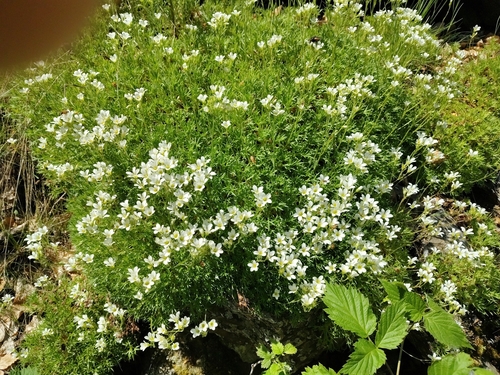 Saxifraga pedemontana, photograph 1