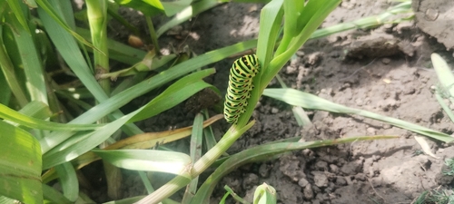 Old World Swallowtail