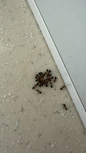 Schmidt's Cocktail Ant