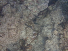 Canthigaster margaritata