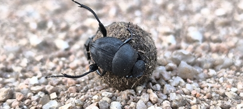 Sisyphus schaefferi