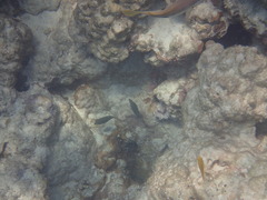 Canthigaster margaritata