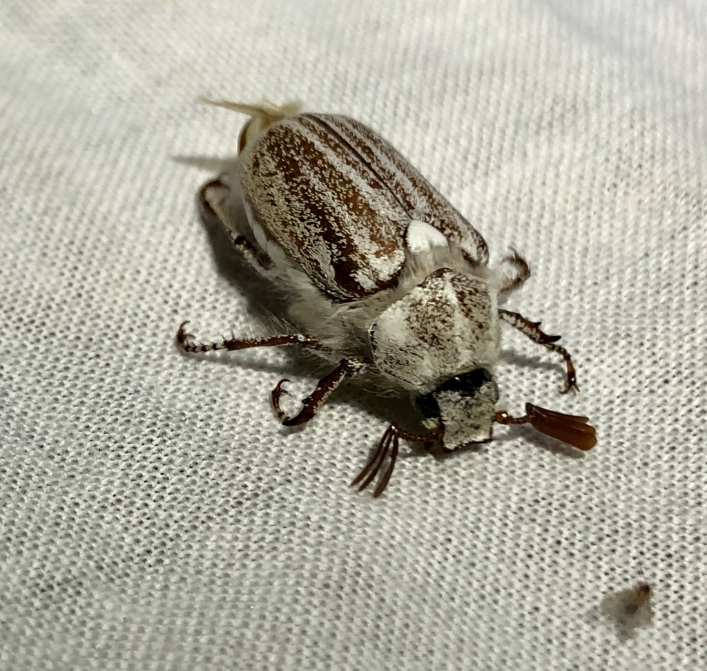 Casey's June Beetle