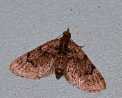 Chloroclystis conversa