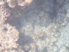 Canthigaster margaritata
