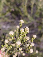 Phylica cephalantha, photograph (c) Brian du Preez, some rights reserved (CC BY-SA)