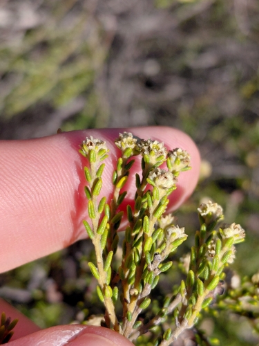 Phylica cephalantha, photograph 2