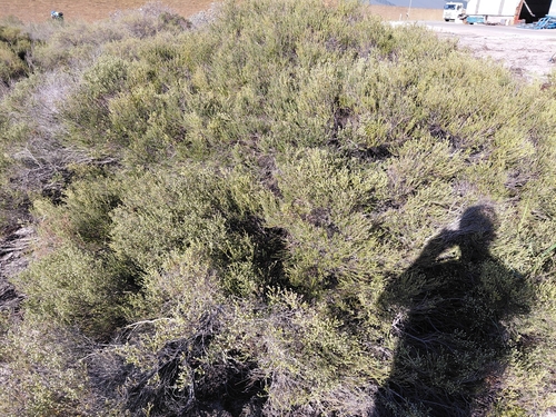Phylica cephalantha, photograph 3