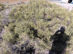 Phylica cephalantha, photograph (c) Brian du Preez, some rights reserved (CC BY-SA)