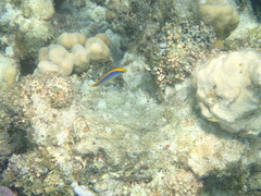 Pseudochromis flavivertex