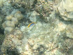 Pseudochromis flavivertex