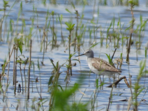iNaturalist image