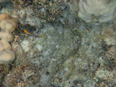 Pseudochromis flavivertex