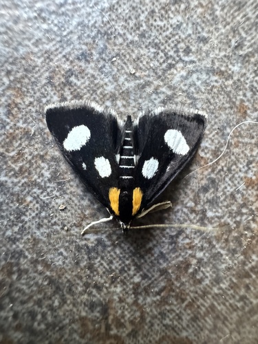 White-spotted Sable photo 4