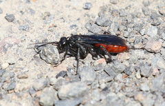 Priocnemis oregona