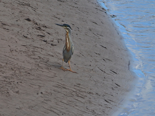 iNaturalist image