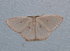 Comostola meritaria