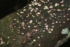 Mycena roseoflava