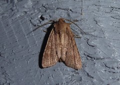 Ichneutica averilla