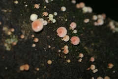Mycena roseoflava