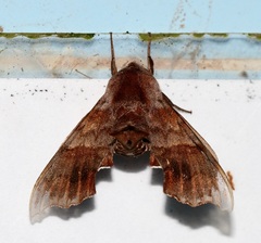 Cypoides chinensis