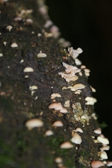 Mycena roseoflava