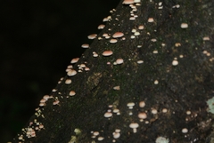 Mycena roseoflava