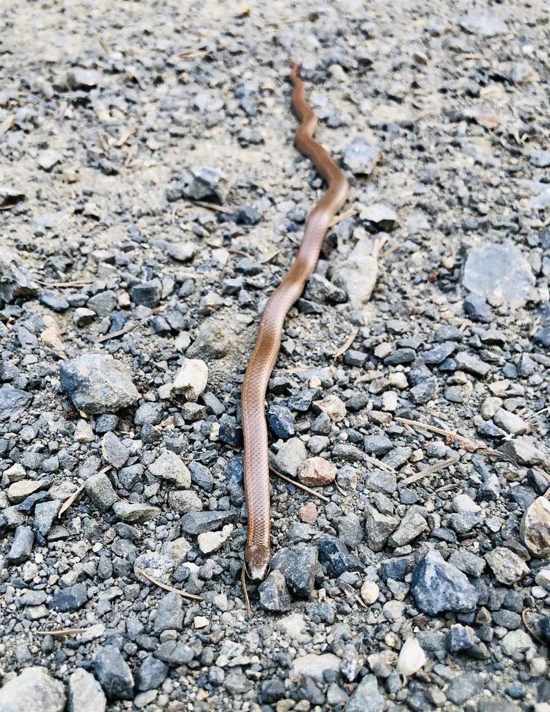 Photo of a Forest Sharp-Tailed Snake